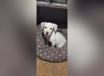 Lupo, freundliches Hundekind geb. 2025