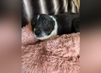 Döme, kleiner Mischling mit sanfter Seele