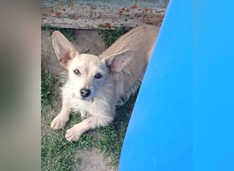Füles, liebes Terrier Mix Mädchen geb. 05/2021
