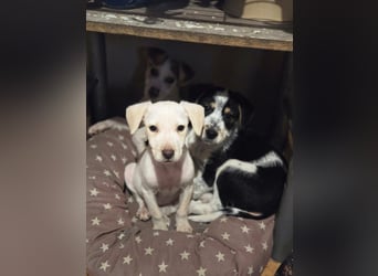 Lupo, freundliches Hundekind geb. 2025