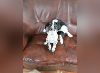 Linett, süßes Mischlings Welpen Mädchen geb. 2025