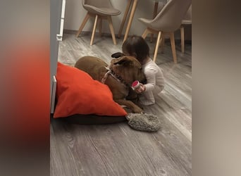Luna, liebevoller Familienhund geb. 05/2020