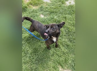 Totyi freundlicher netter Mischling