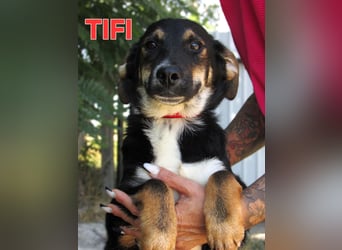 Tifi junges freundliches Hundemädchen geb.17.03.2026