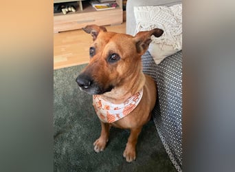 Luna, liebevoller Familienhund geb. 05/2020