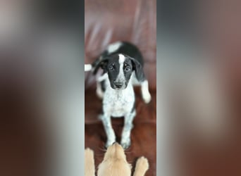 Linett, süßes Mischlings Welpen Mädchen geb. 2025