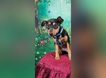 Jade, bildhübsches Mischlingsmädchen geb. 2025