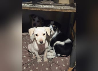 Lupo, freundliches Hundekind geb. 2025