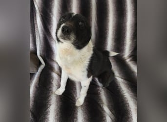 Döme, kleiner Mischling mit sanfter Seele