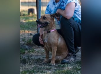 Luna, liebevoller Familienhund geb. 05/2020