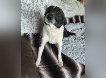 Döme, kleiner Mischling mit sanfter Seele