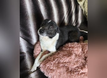 Döme, kleiner Mischling mit sanfter Seele