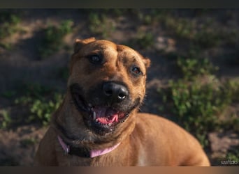 Luna, liebevoller Familienhund geb. 05/2020