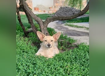 Füles, liebes Terrier Mix Mädchen geb. 05/2021