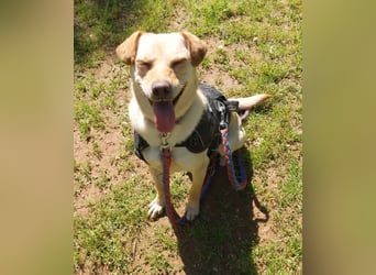 Lola fröhliche, aufgeweckte Mischlingshündin