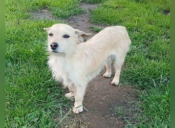 Füles, liebes Terrier Mix Mädchen geb. 05/2021