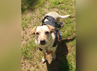 Lola fröhliche, aufgeweckte Mischlingshündin