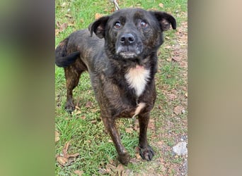 Totyi freundlicher netter Mischling