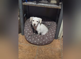 Lupo, freundliches Hundekind geb. 2025