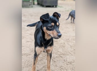 Jade, bildhübsches Mischlingsmädchen geb. 2025