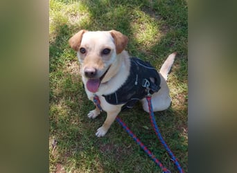 Lola fröhliche, aufgeweckte Mischlingshündin