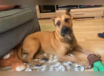 Luna, liebevoller Familienhund geb. 05/2020