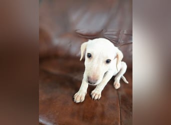 Lupo, freundliches Hundekind geb. 2025