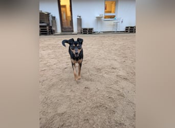 Jade, bildhübsches Mischlingsmädchen geb. 2025