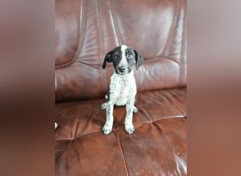 Linett, süßes Mischlings Welpen Mädchen geb. 2025