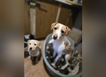 Lupo, freundliches Hundekind geb. 2025