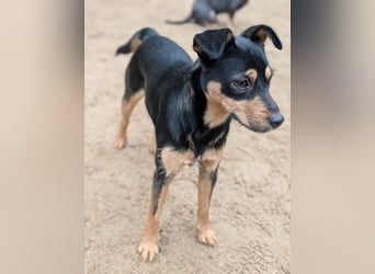 Jade, bildhübsches Mischlingsmädchen geb. 2025