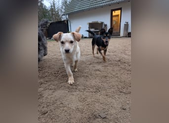 Jade, bildhübsches Mischlingsmädchen geb. 2025