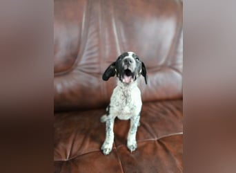 Linett, süßes Mischlings Welpen Mädchen geb. 2025