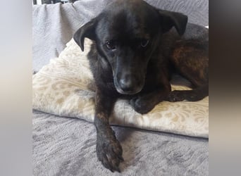 Totyi freundlicher netter Mischling