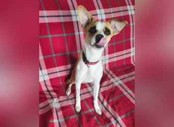 Gilda, kleine ganz besondere Mischlingshündin geb. 01.11.2025