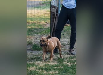 Luna, liebevoller Familienhund geb. 05/2020