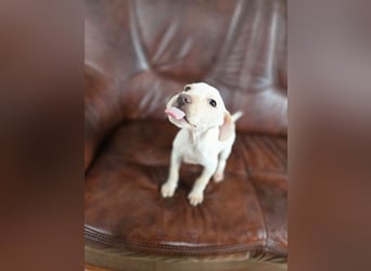 Lupo, freundliches Hundekind geb. 2025