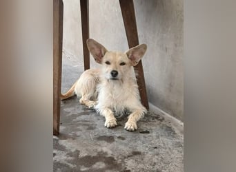 Füles, liebes Terrier Mix Mädchen geb. 05/2021
