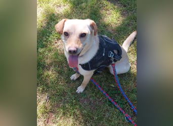 Lola fröhliche, aufgeweckte Mischlingshündin