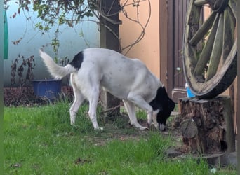 Ein Hund (Rüde), 5 Jahre alt, sucht liebevolles Zuhause in Privathand