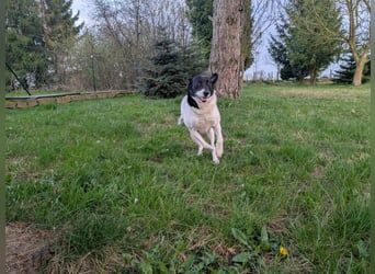 Ein Hund (Rüde), 5 Jahre alt, sucht liebevolles Zuhause in Privathand
