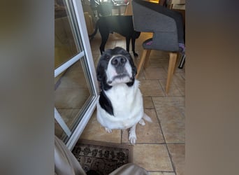 Ein Hund (Rüde), 5 Jahre alt, sucht liebevolles Zuhause in Privathand