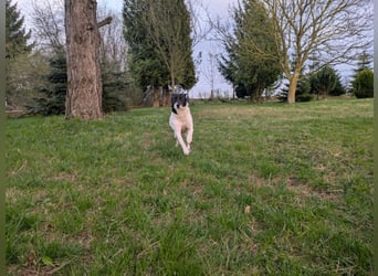 Ein Hund (Rüde), 5 Jahre alt, sucht liebevolles Zuhause in Privathand