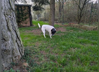 Ein Hund (Rüde), 5 Jahre alt, sucht liebevolles Zuhause in Privathand