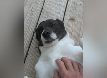 Ein Hund (Rüde), 5 Jahre alt, sucht liebevolles Zuhause in Privathand