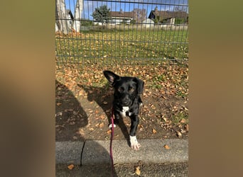 Funny - nette Familienhündin