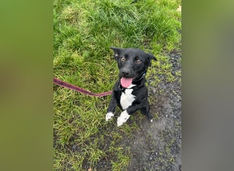 Funny - nette Familienhündin