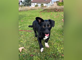 Funny - nette Familienhündin