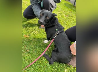 Funny - nette Familienhündin