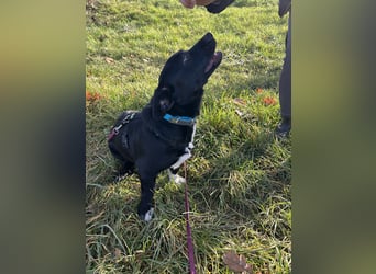 Funny - nette Familienhündin